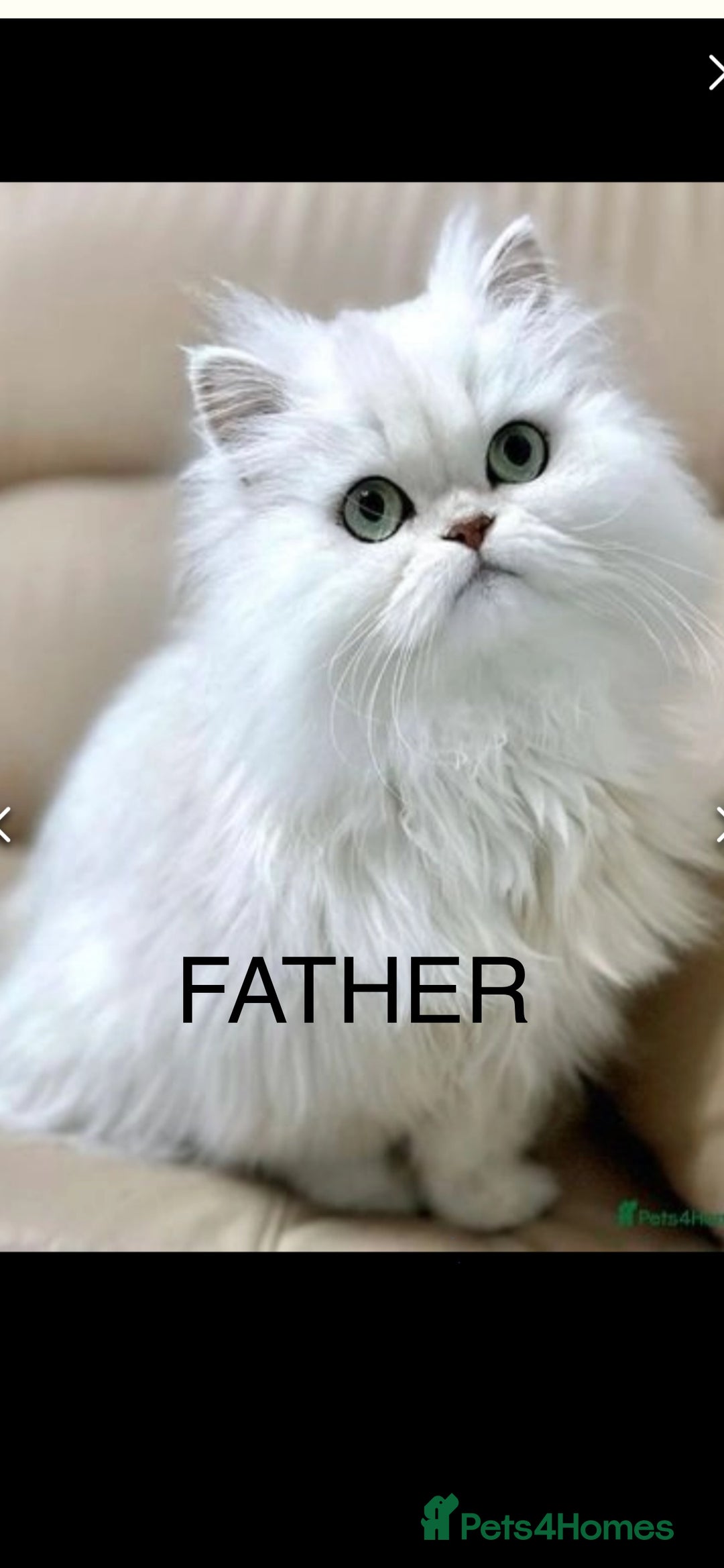 Persian cats for sale: Persian chinchilla kittens - Image 23