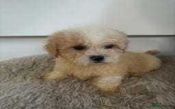 Cavachon dogs for sale: Little of cavachon pups for sale  - Advert 8