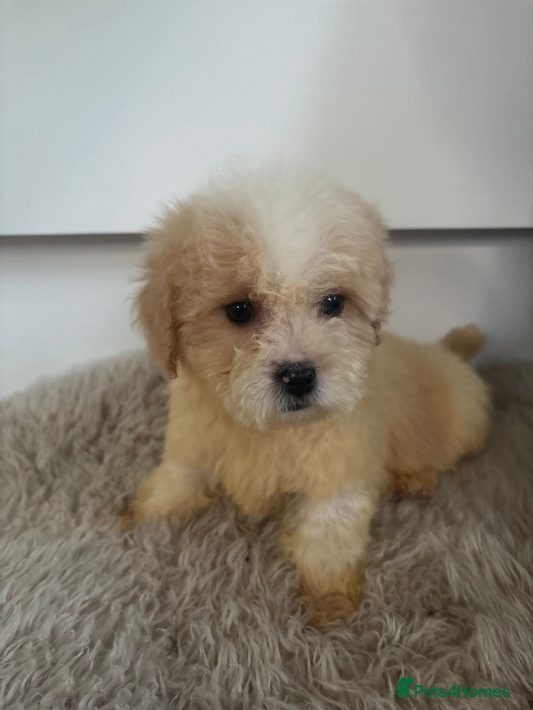 Cavachon dogs for sale: Little of cavachon pups for sale  - Advert 8