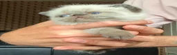 Exotic cats for sale: Last Remaining Colourpoint Exotic Boy - Advert 4