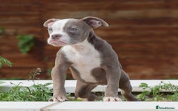 Old Tyme Bulldog dogs for sale: 5⭐️RATED, LICENSED. 23 YEARS EXPERIENCE  - Image 6