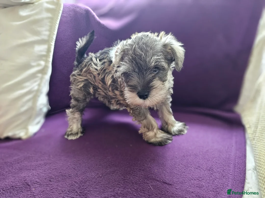 Miniature Schnauzer dogs for sale: Waiting list for KC reg Miniature Schnauzer pups   - Advert 2