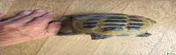 Tortoise reptiles for sale: Tortoise  in Leicester - Advert 3