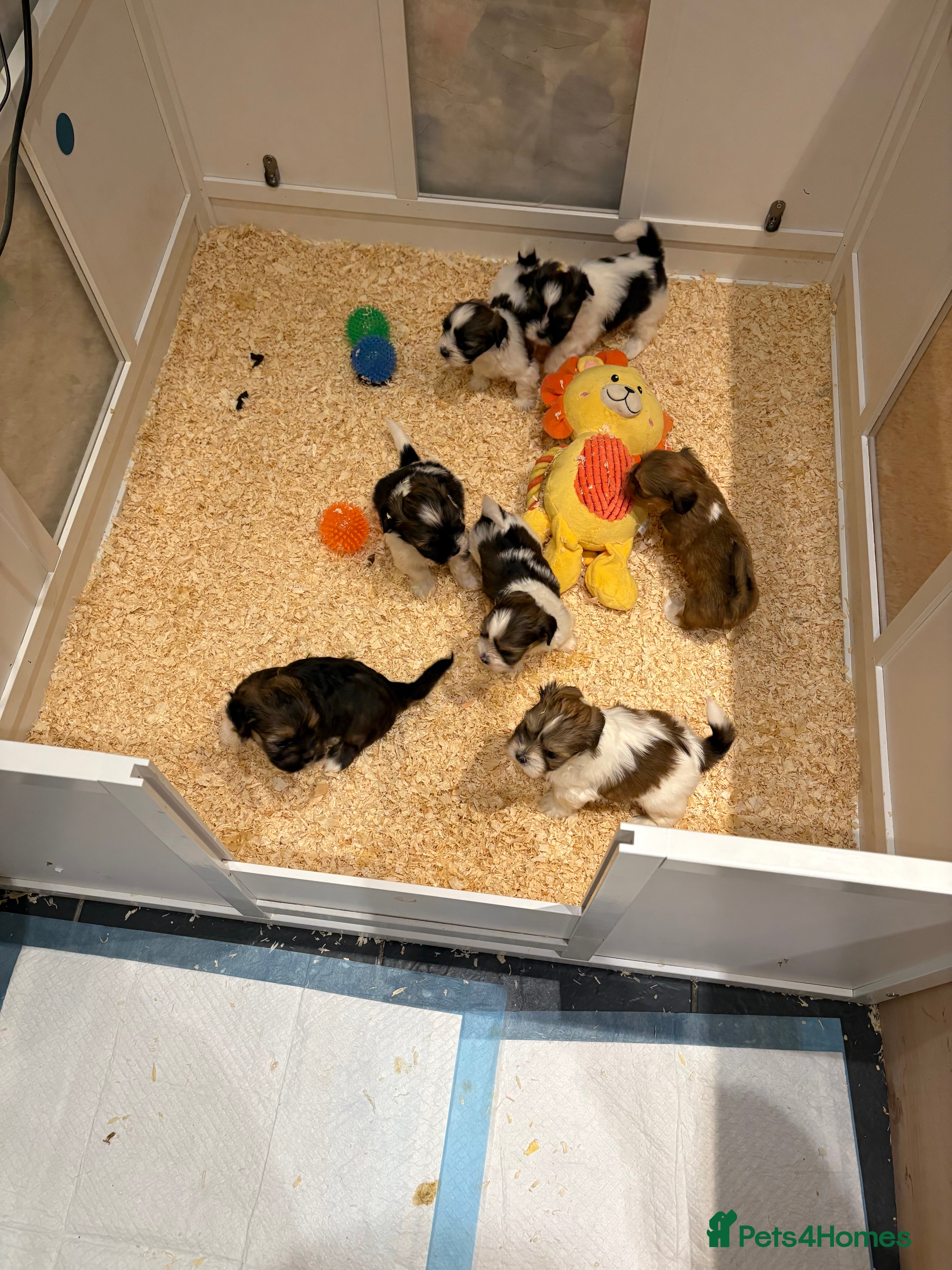 Mixed Breed dogs 1st litter of Lhasa babies  - Advert 14