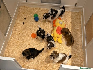 Mixed Breed dogs 1st litter of Lhasa babies - Advert 9