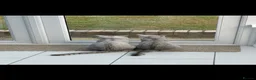 British Shorthair cats for sale:     🐾 Stunning British Shorthair Kittens  🐾  - Advert 6