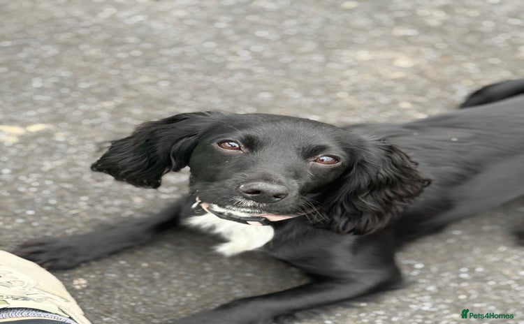 Cocker Spaniel dogs - Advert 8