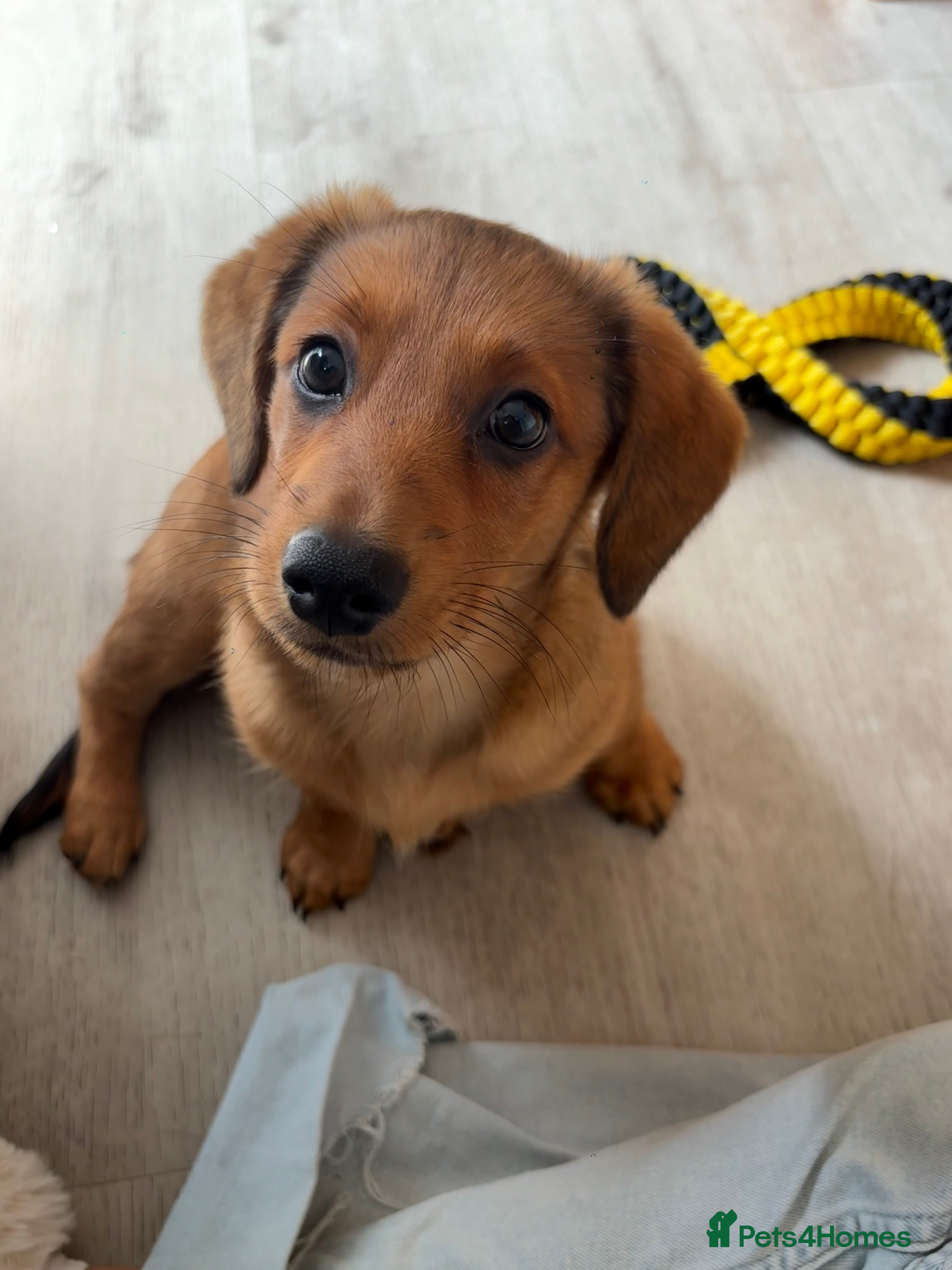 Mixed Breed dogs Male puppy  - Advert 5