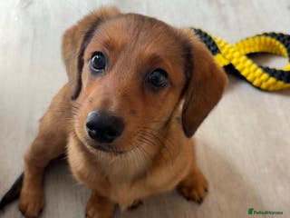 Mixed Breed dogs Male puppy - Advert 7