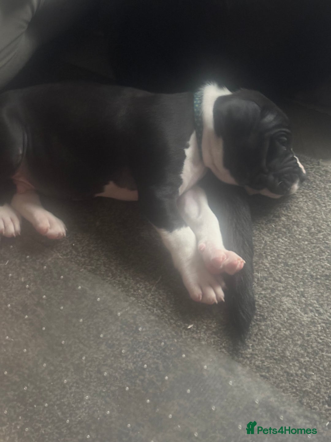 Mixed Breed dogs for sale: Cane corso puppys - Advert 38
