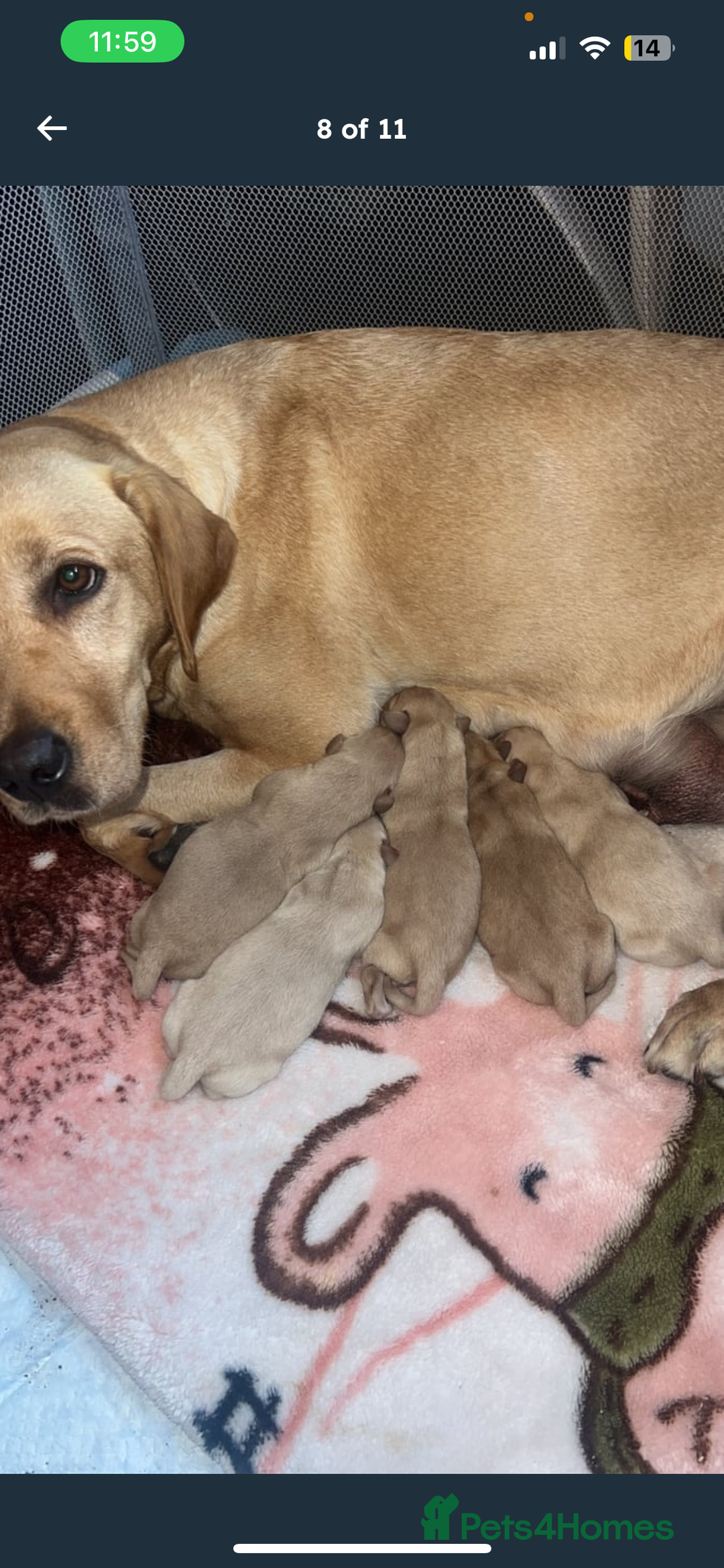 Labrador Retriever dogs for sale: Labrador Pups - Image 1