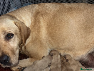 Labrador Retriever dogs - Advert 21