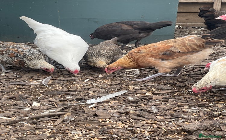 Chickens poultry - Advert 2