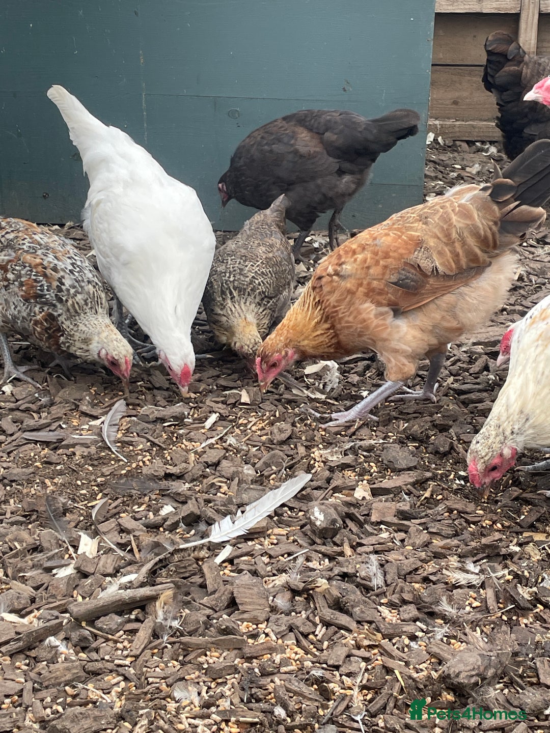 Chickens poultry for sale: Mixed breed point of lay hens/cockerels - Image 1