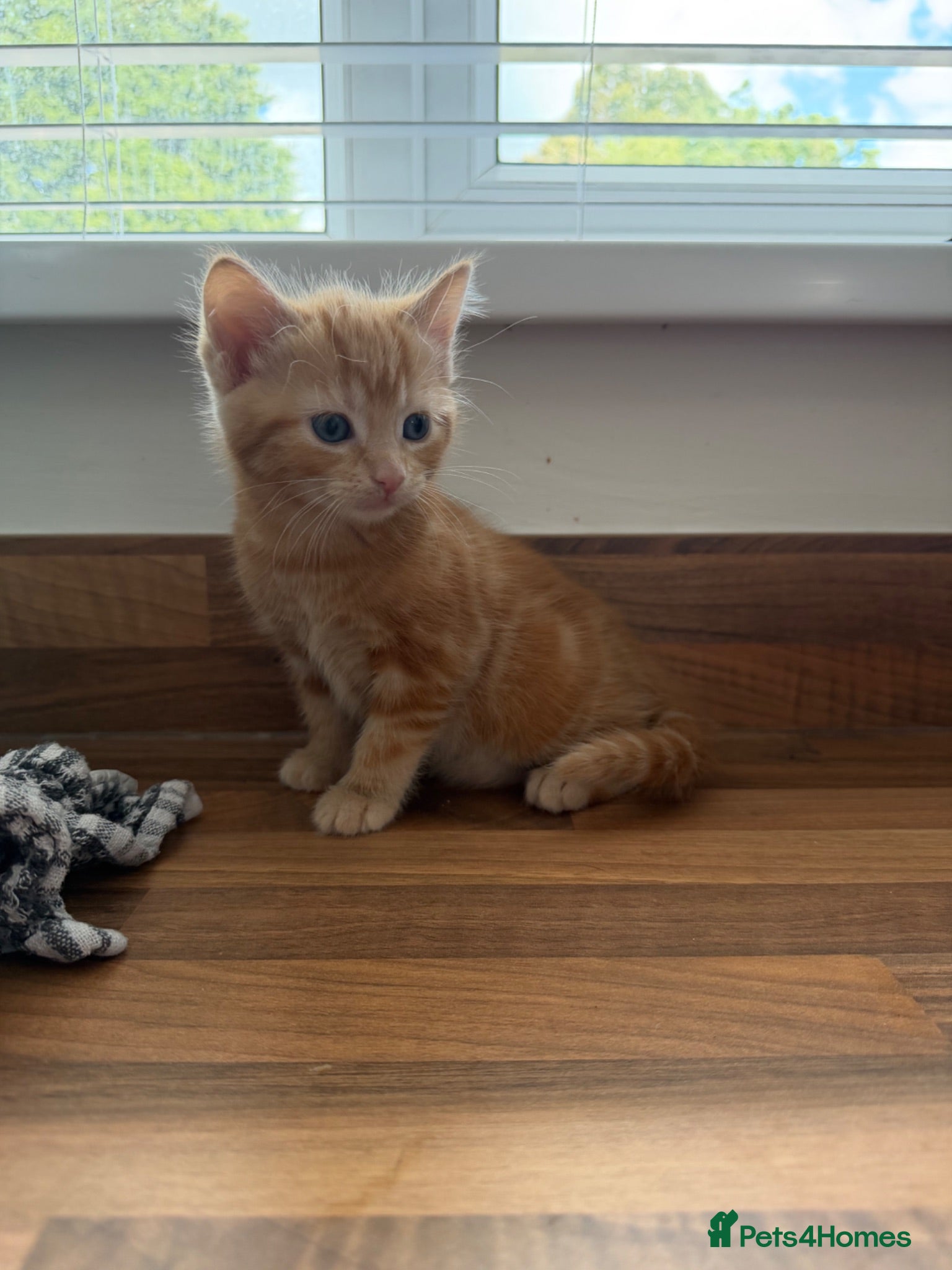 Mixed Breed cats Kittens  - Advert 2