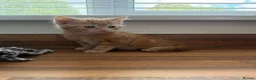 Mixed Breed cats for sale: Kittens  - Advert 1