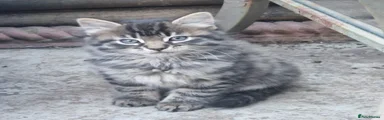 Siberian Kitten 4