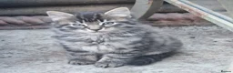 Siberian cats for sale: Lovely kittens in Ashford - Advert 2
