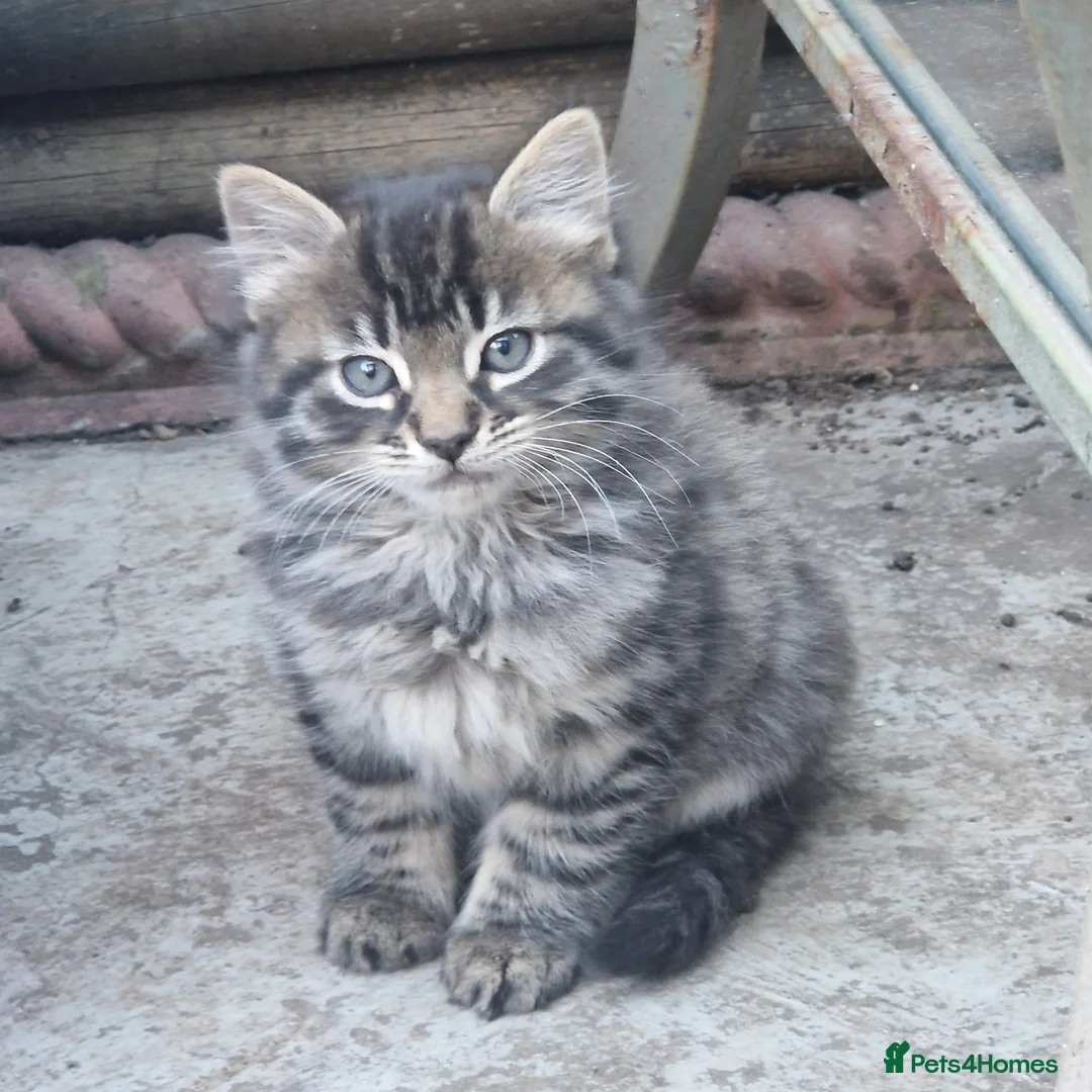Siberian cats for sale: Lovely kittens in Ashford - Advert 2