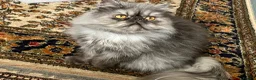 Persian cats for sale: Male Persian for Sales - Advert 1