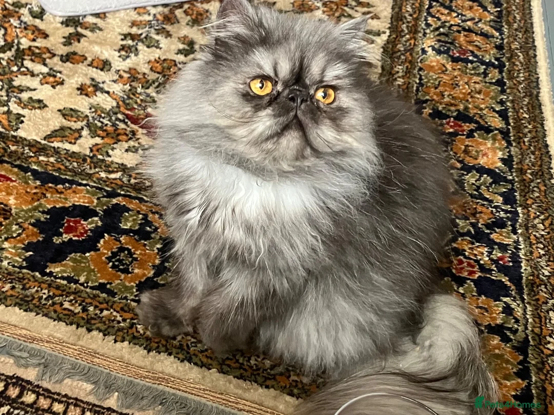 Persian cats for sale: Male Persian for Sales - Advert 1