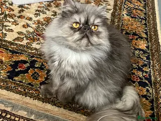 Persian cats Male Persian for Sales - Advert 5