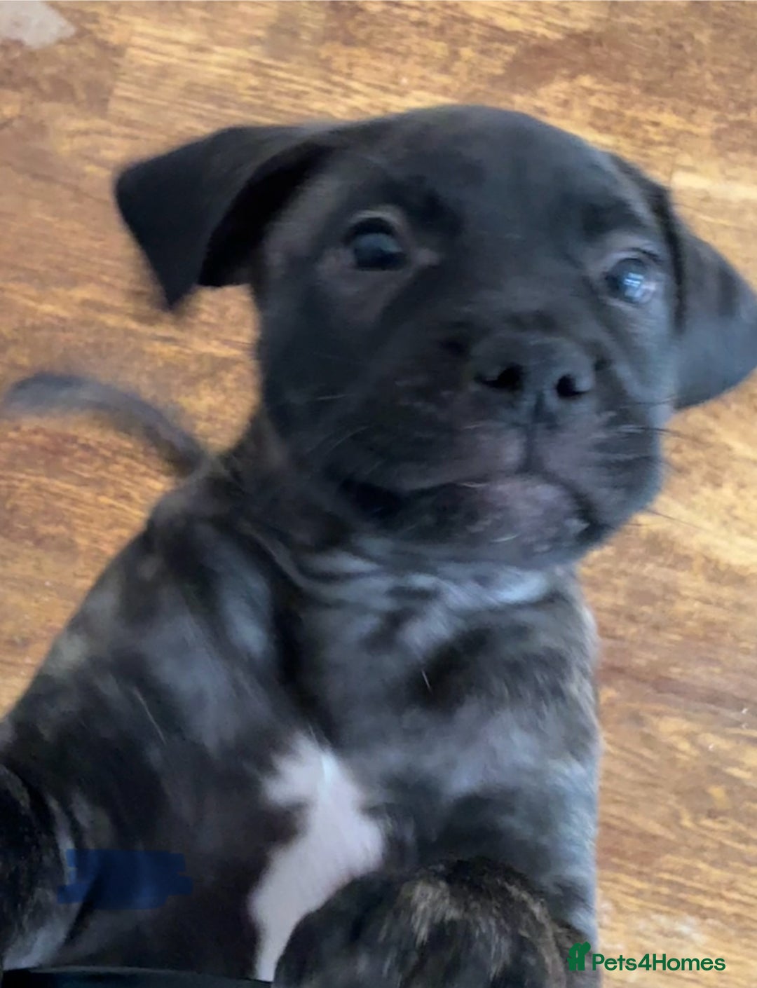 Mixed Breed dogs for sale: Beautiful Presa Mix Pups  - Image 9