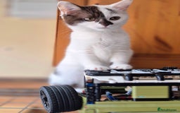 British Shorthair cats for sale: British Shorthair kittens  - Image 10