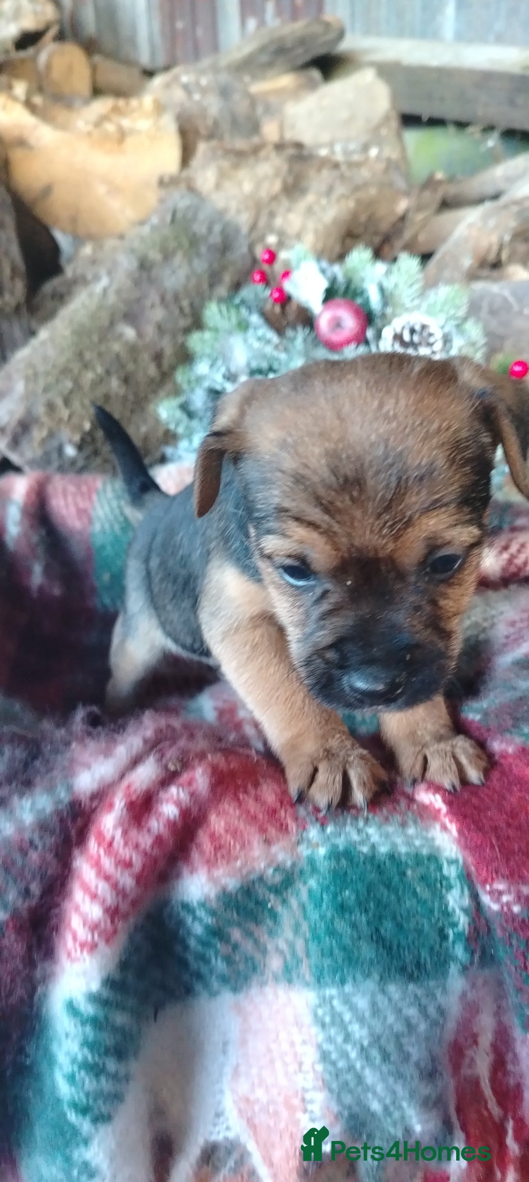 Mixed Breed dogs for sale: Charming Litter of Border Lakeland Puppies - Advert 11
