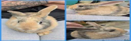 Mixed Breed rabbits for sale: Continental Giant x Lop Rabbits - Advert 4