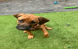 Rhodesian Ridgeback dogs for sale: Rhodesian ridgebacks for sale - Image 18