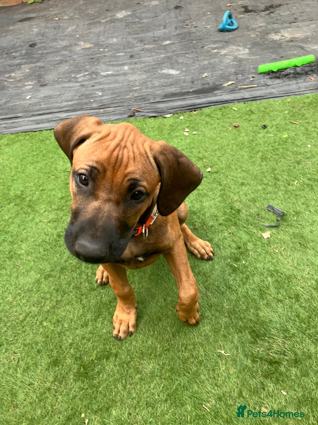 Rhodesian Ridgeback dogs for sale: Rhodesian ridgebacks for sale - Image 18
