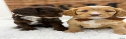 Cavapoo dogs for sale: F1 Health Tested Mini Cavapoos  - Advert 2