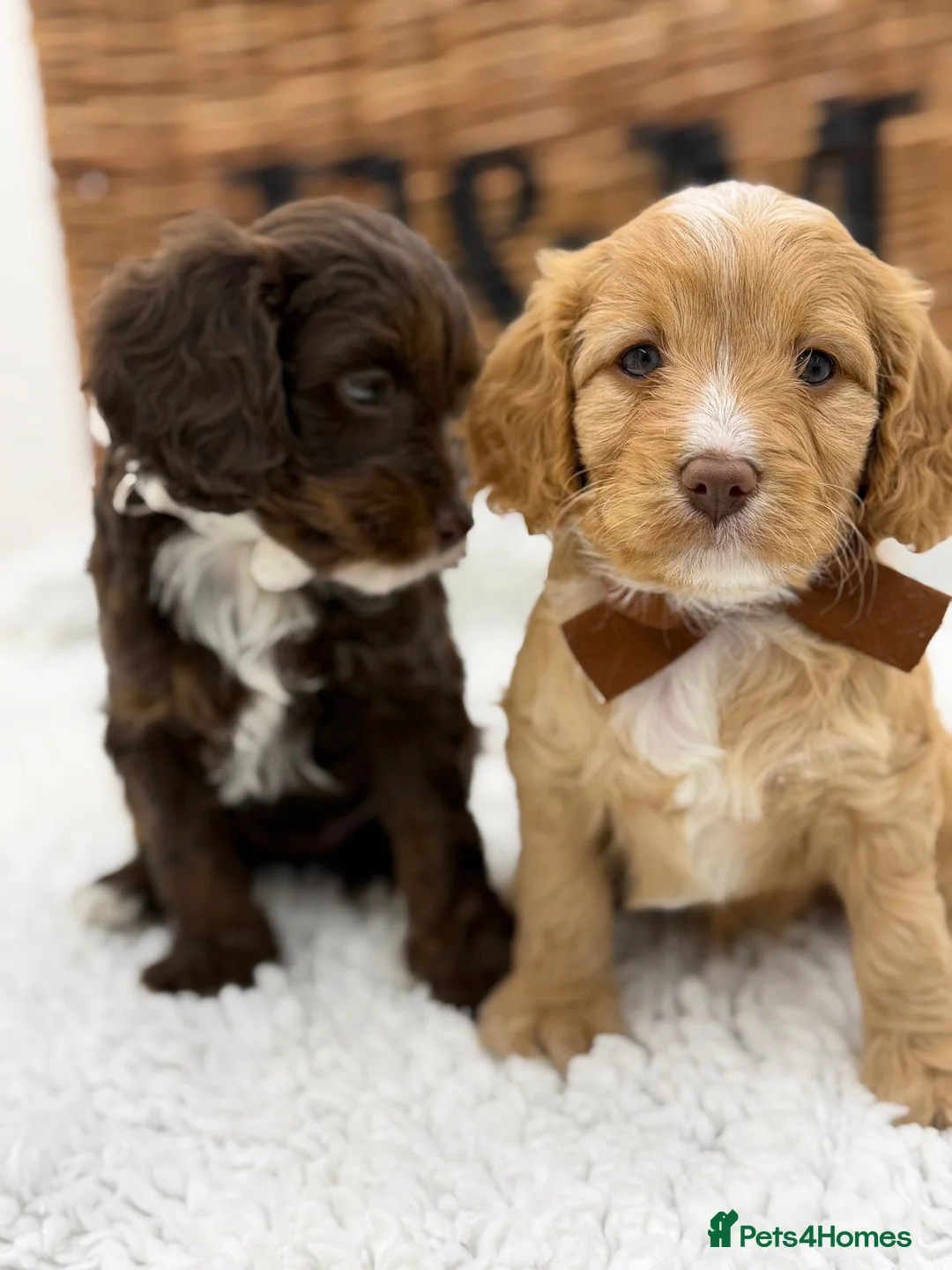 Cavapoo dogs for sale: F1 Health Tested Mini Cavapoos  - Advert 2