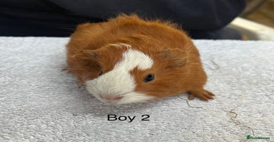 Guinea Pig rodents - Advert 7