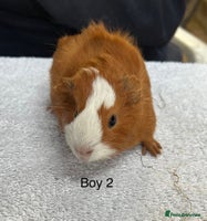 Guinea Pig rodents - Advert 13
