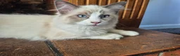 Ragdoll cats for sale: Two cuddly GCCF Ragdoll boys available 🩵 - Advert 15