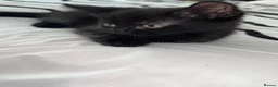 British Shorthair cats for sale: 3 loving kittens for sale in Birmingham - Advert 3