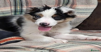 Mixed Breed dogs 1 Beautiful puppy left out of 7 . - Advert 3