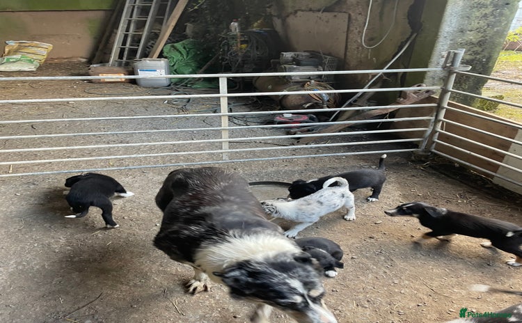 Border Collie dogs - Advert 3