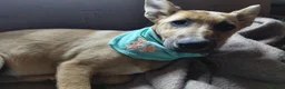 Mixed Breed dogs for adoption: 🐾💜 SALMA – A Gentle Girl for a Loving Home 💜🐾 - Advert 3