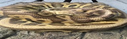 Python Snake reptiles for sale: Male super pastel leopard het clown  - Advert 1
