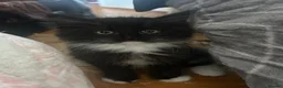 Ragdoll cats for sale: Ragdoll kittens fluffy / silky fur  - Advert 3