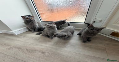 British Shorthair cats - Advert 11