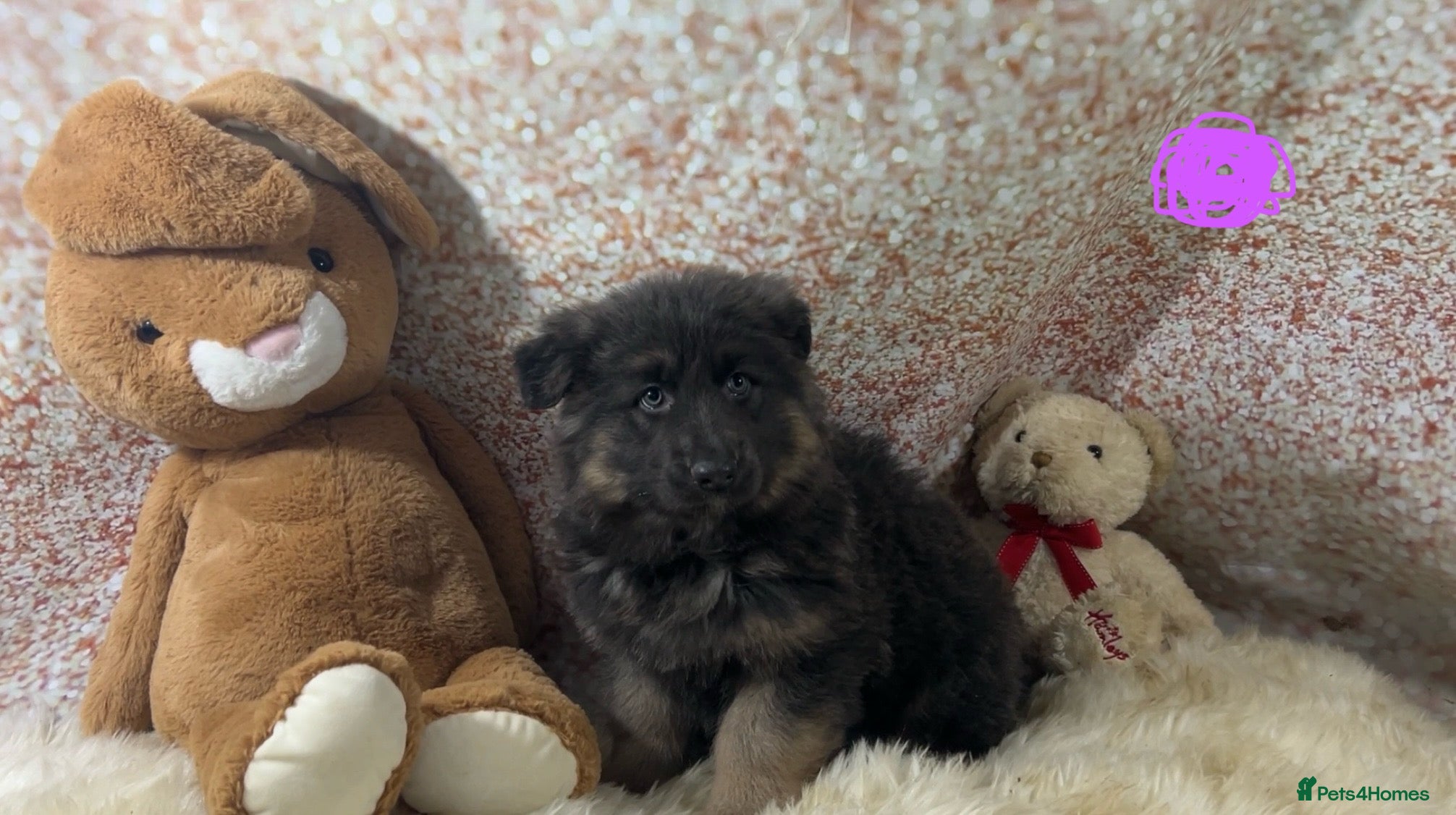 German Shepherd dogs Stunning blue German shepherd puppies  - Advert 1