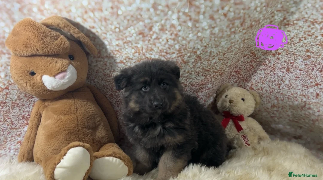 German Shepherd dogs for sale: Stunning blue German shepherd puppies  - Advert 1