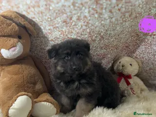 German Shepherd dogs Stunning blue German shepherd puppies - Advert 2