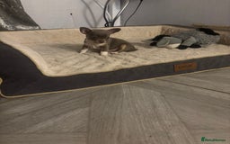 Chihuahua dogs for sale: Ready now ***Lilac girls - Image 25