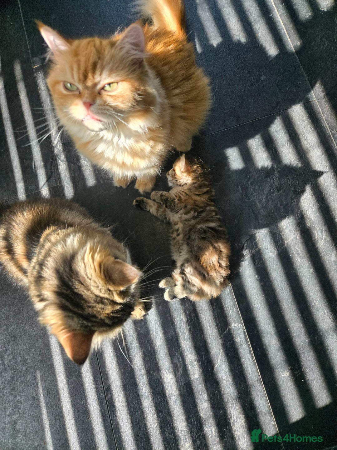 Persian cats for sale: Outstanding Full Persian Kittens for Sale - Image 23