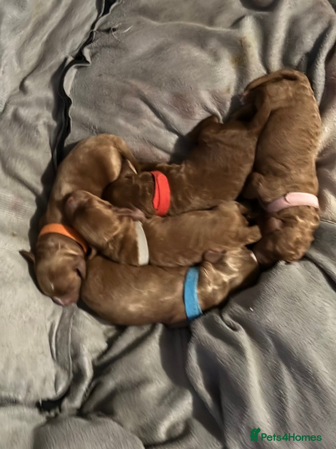 Cockapoo dogs for sale: Championship bloodline F1B toy Cockapoos  - Image 2